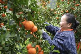 云南富宁县那能乡弄亭村砂糖桔种植基地迎来丰收