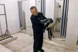 学生发现受伤“大鸟”  民警深夜前往救助