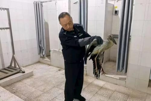 学生发现受伤“大鸟”  民警深夜前往救助