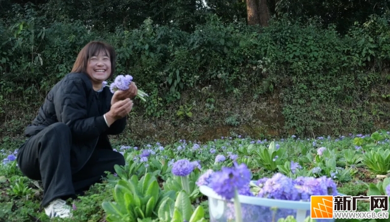 芹菜塘报春花：从山茅野菜到致富花的华丽转身