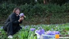 芹菜塘报春花：从山茅野菜到致富花的华丽转身