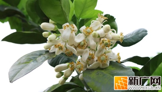 南溪河谷万亩柚子花绽放，演绎春日浪漫与丰收序曲