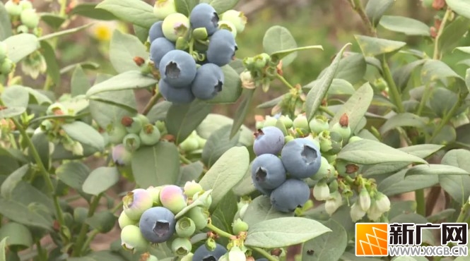 石屏龙朋蓝莓进入盛果期，预计今年将实现产值2.5亿余元