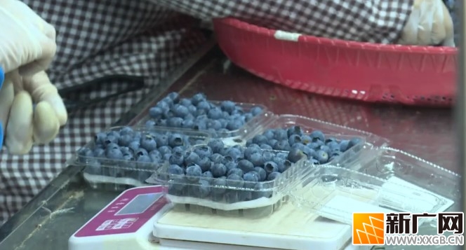 石屏龙朋蓝莓进入盛果期，预计今年将实现产值2.5亿余元