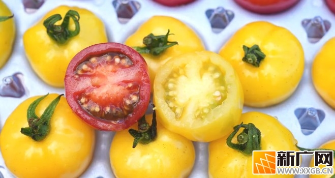 河口“冰淇淋小番茄”试种成功，为乡村振兴添活力