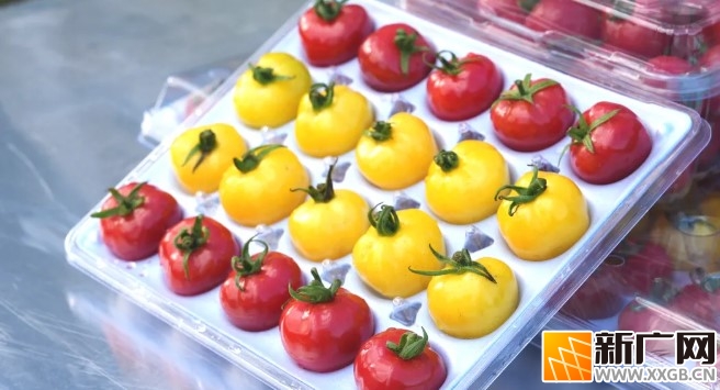 河口“冰淇淋小番茄”试种成功，为乡村振兴添活力