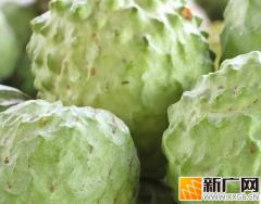 河口镇释迦果产业蓬勃发展，铺就致富之路