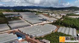 石屏龙朋蓝莓进入盛果期，预计今年将实现产值2.5亿余元