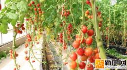 河口“冰淇淋小番茄”试种成功，为乡村振兴添活力