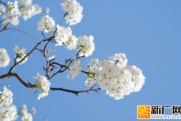 个旧加级寨：春风拂过，梨花如雪赴春约
