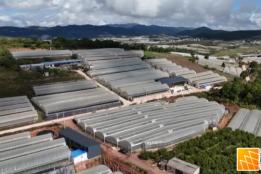 石屏龙朋蓝莓进入盛果期，预计今年将实现产值2.5亿余元