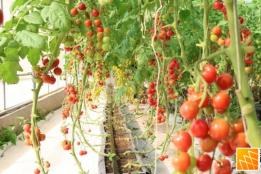 河口“冰淇淋小番茄”试种成功，为乡村振兴添活力