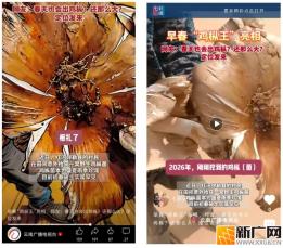 弥勒一村民挖到一窝“鸡枞王”