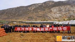 红河州多花黄精测产现场会在蒙自草坝镇举行