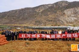红河州多花黄精测产现场会在蒙自草坝镇举行