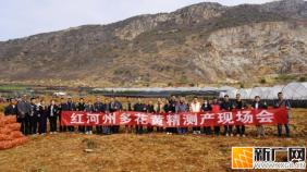 红河州多花黄精测产现场会在蒙自草坝镇举行