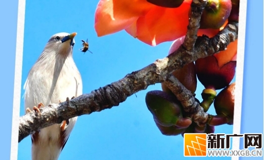 石屏异龙湖：春日盛景，生态之美
