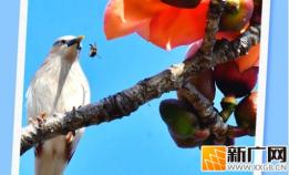 石屏异龙湖：春日盛景，生态之美