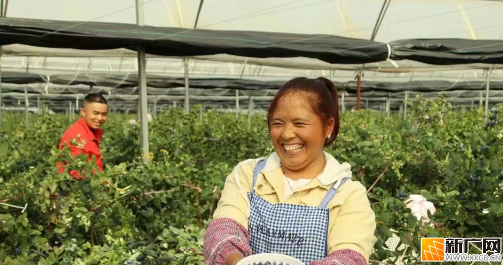 泸西县午街铺镇:小小蓝莓串起致富路 泸西县午街铺镇:小小蓝莓串起致富路