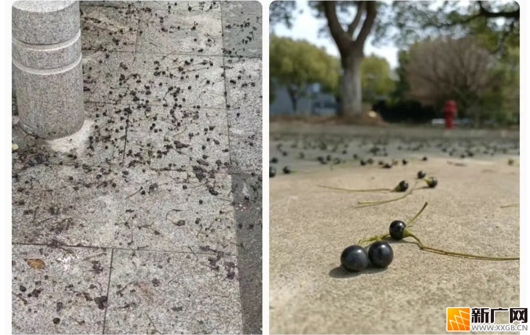 注意！满地黑色小果子，别捏别踩