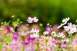 开远1909广场前格桑花海：家门口的春日浪漫