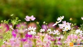 开远1909广场前格桑花海：家门口的春日浪漫