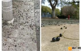 注意！满地黑色小果子，别捏别踩