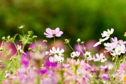 开远1909广场前格桑花海：家门口的春日浪漫