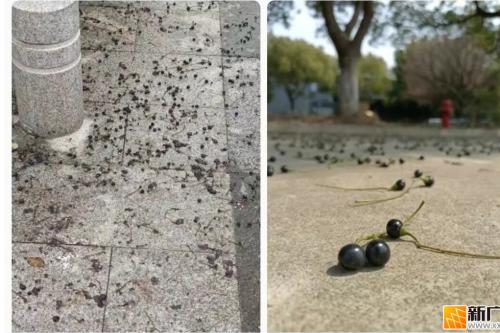 注意！满地黑色小果子，别捏别踩