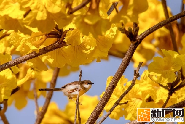 春光正好，黄花风铃木迎来最美的盛放时节