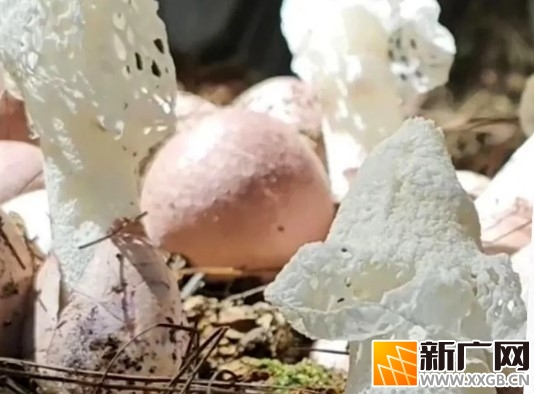 屏边种植“菌中皇后”,总产值将超800万元! 屏边种植“菌中皇后”,总产值将超800万元!