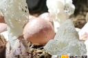 屏边种植“菌中皇后”，总产值将超800万元！