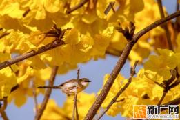春光正好，黄花风铃木迎来最美的盛放时节