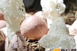 屏边种植“菌中皇后”，总产值将超800万元！
