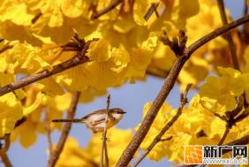 春光正好，黄花风铃木迎来最美的盛放时节