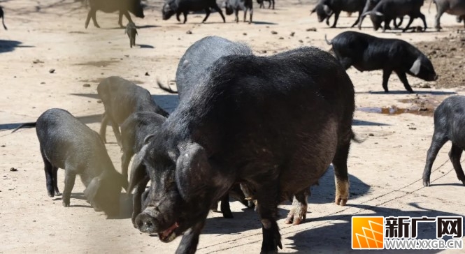 开远碑格乡：“红河黑猪” 激活乡村发展