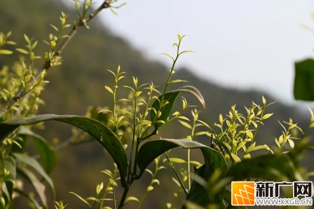 石屏大桥乡纳头村：舌尖上的 “黄金菜”——生态甜菜