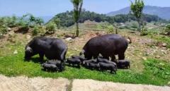 开远碑格乡：“红河黑猪” 激活乡村发展