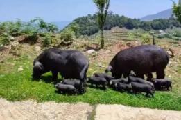 开远碑格乡：“红河黑猪” 激活乡村发展