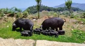 开远碑格乡：“红河黑猪” 激活乡村发展