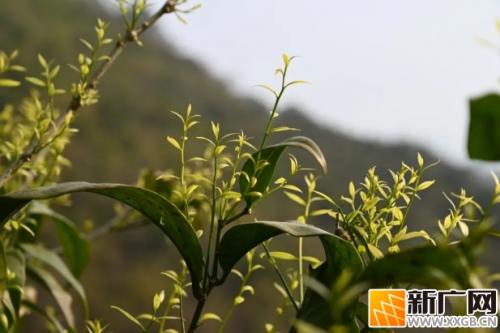 石屏大桥乡纳头村：舌尖上的 “黄金菜”——生态甜菜