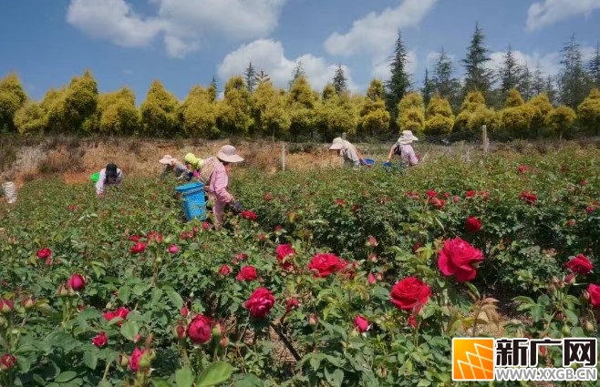 弥勒这里6千亩玫瑰盛开，预产值1.1亿元！