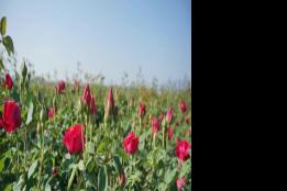 弥勒这里6千亩玫瑰盛开，预产值1.1亿元！