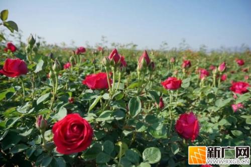弥勒这里6千亩玫瑰盛开，预产值1.1亿元！