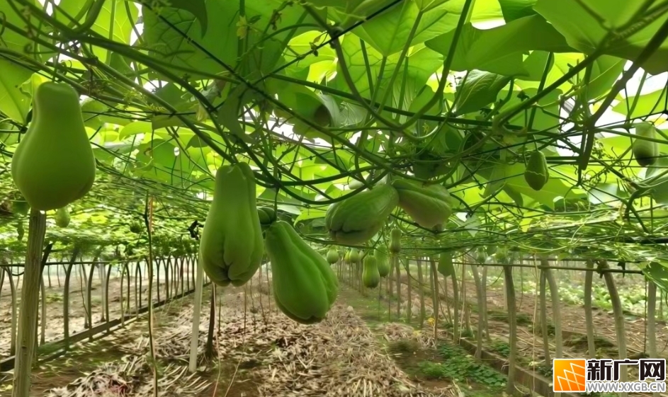 河口南溪反季节佛手瓜迎丰收,特色产业助农增收 河口南溪反季节佛手瓜迎丰收,特色产业助农增收