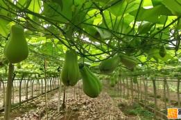 河口南溪反季节佛手瓜迎丰收，特色产业助农增收