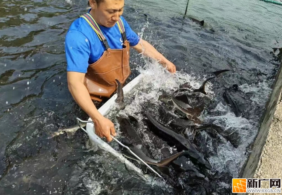 金水河镇：生态养鲟启新程 冷链出口富边民