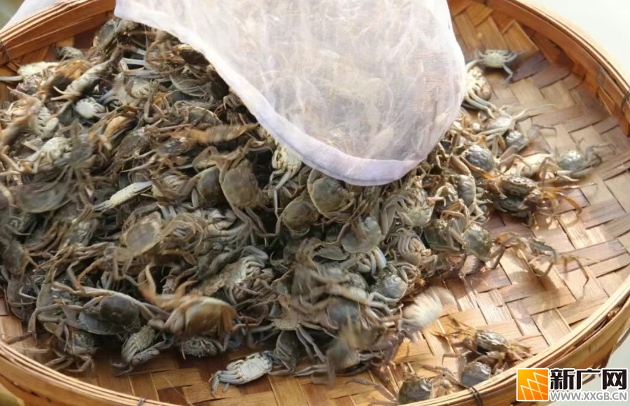 石屏宝秀镇:春投蟹苗,秋尝鲜 石屏宝秀镇:春投蟹苗,秋尝鲜