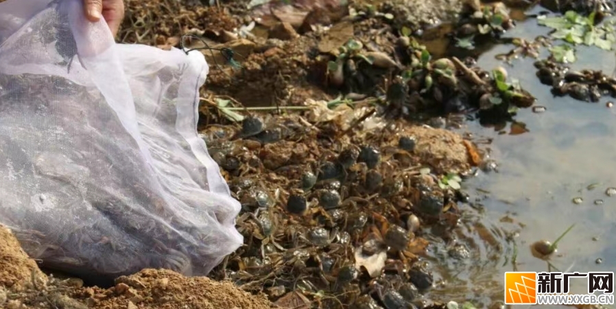 石屏宝秀镇:春投蟹苗,秋尝鲜 石屏宝秀镇:春投蟹苗,秋尝鲜