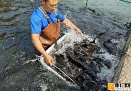 金水河镇：生态养鲟启新程 冷链出口富边民